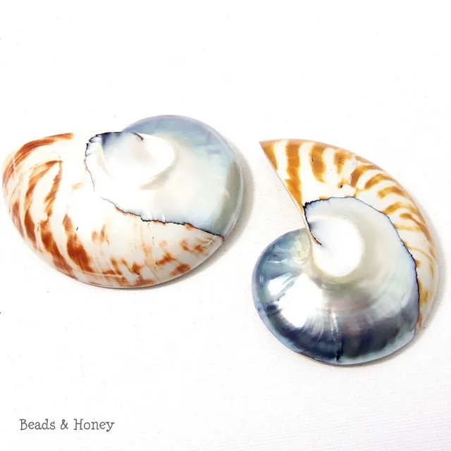 Nautilus Shell Cabochon Blue-Gray/Tiger 50x65mm (1pc)