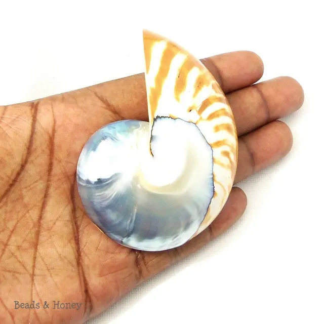 Nautilus Shell Cabochon Blue-Gray/Tiger 50x65mm (1pc)