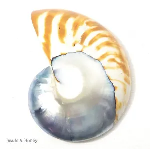 Nautilus Shell Cabochon Blue-Gray/Tiger 50x65mm (1pc)
