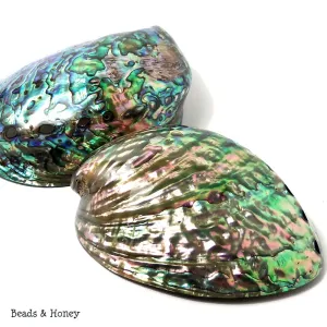Whole Abalone Shell Polished 4-5in (1pc)