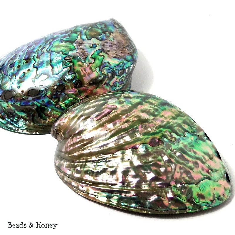 Whole Abalone Shell Polished 4-5in (1pc)