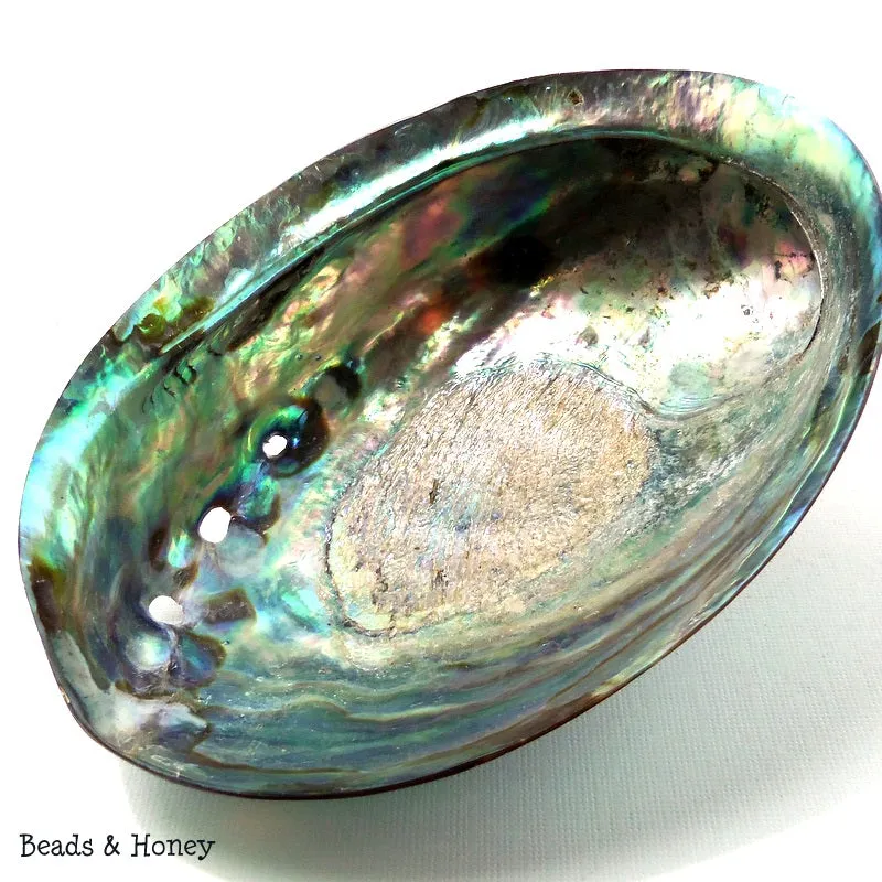 Whole Abalone Shell Polished 4-5in (1pc)