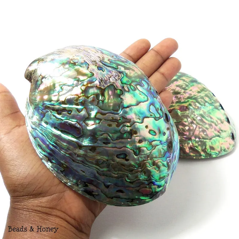 Whole Abalone Shell Polished 4-5in (1pc)
